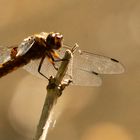 Plattbauch (Libellula depressa) Weibchen