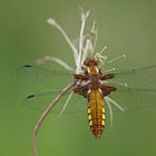 Plattbauch (Libellula depressa), Weibchen 2