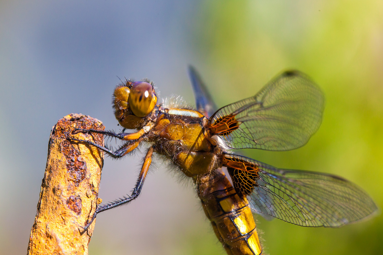 Plattbauch (Libellula depressa, Weibchen)