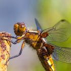 Plattbauch (Libellula depressa, Weibchen)