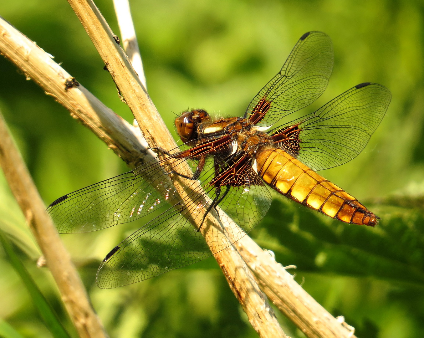 Plattbauch (Libellula depressa), Weibchen