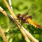 Plattbauch (Libellula depressa), Weibchen