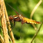 Plattbauch (Libellula depressa), Weibchen