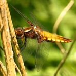 Plattbauch (Libellula depressa), Weibchen