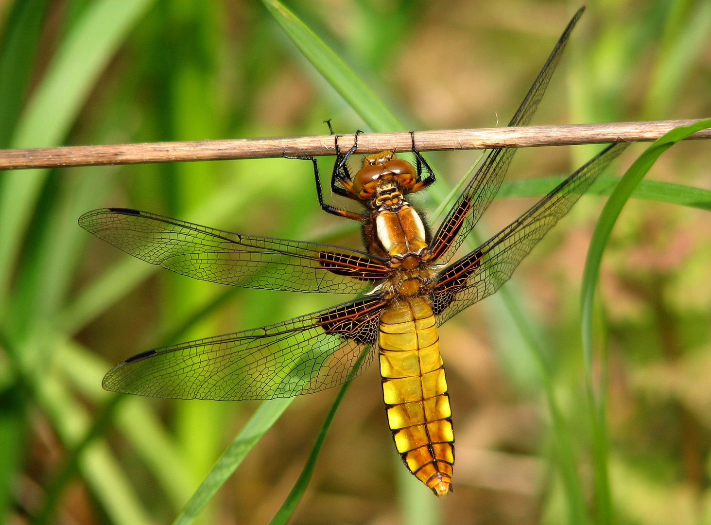 Plattbauch (Libellula depressa), Weibchen