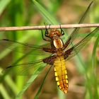 Plattbauch (Libellula depressa), Weibchen