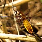 Plattbauch (Libellula depressa), Weibchen