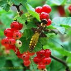 Plattbauch (Libellula depressa) Weibchen