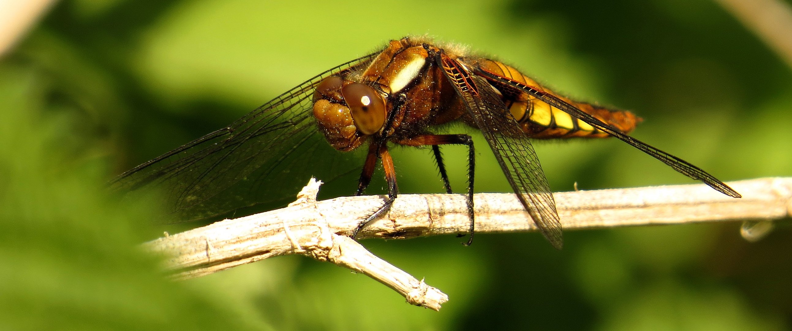 Plattbauch (Libellula depressa), Weibchen