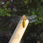 Plattbauch (Libellula depressa) - Weibchen