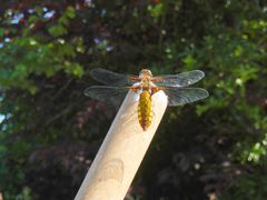 Plattbauch (Libellula depressa) - Weibchen