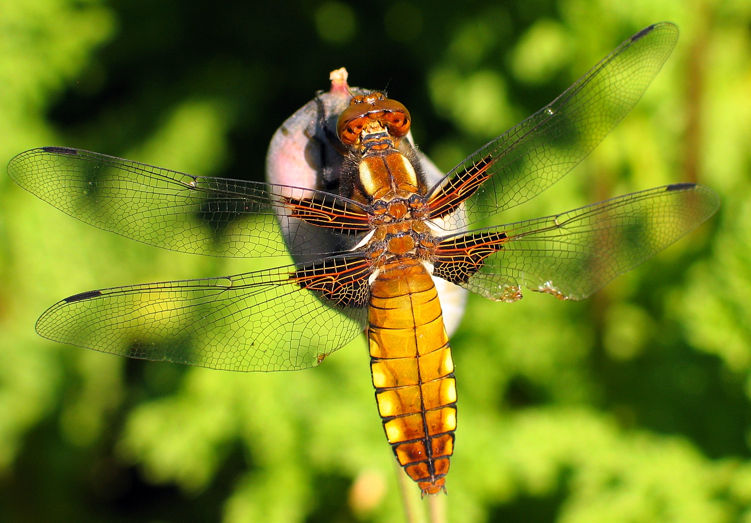 Plattbauch (Libellula depressa), Weibchen