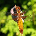 Plattbauch (Libellula depressa), Weibchen