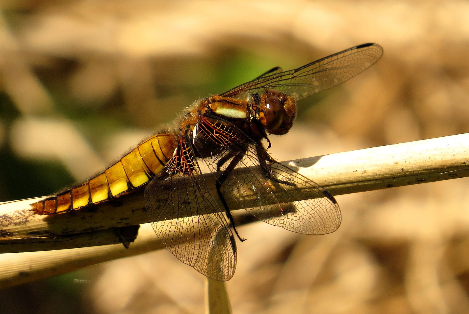 Plattbauch (Libellula depressa), Weibchen