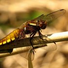 Plattbauch (Libellula depressa), Weibchen