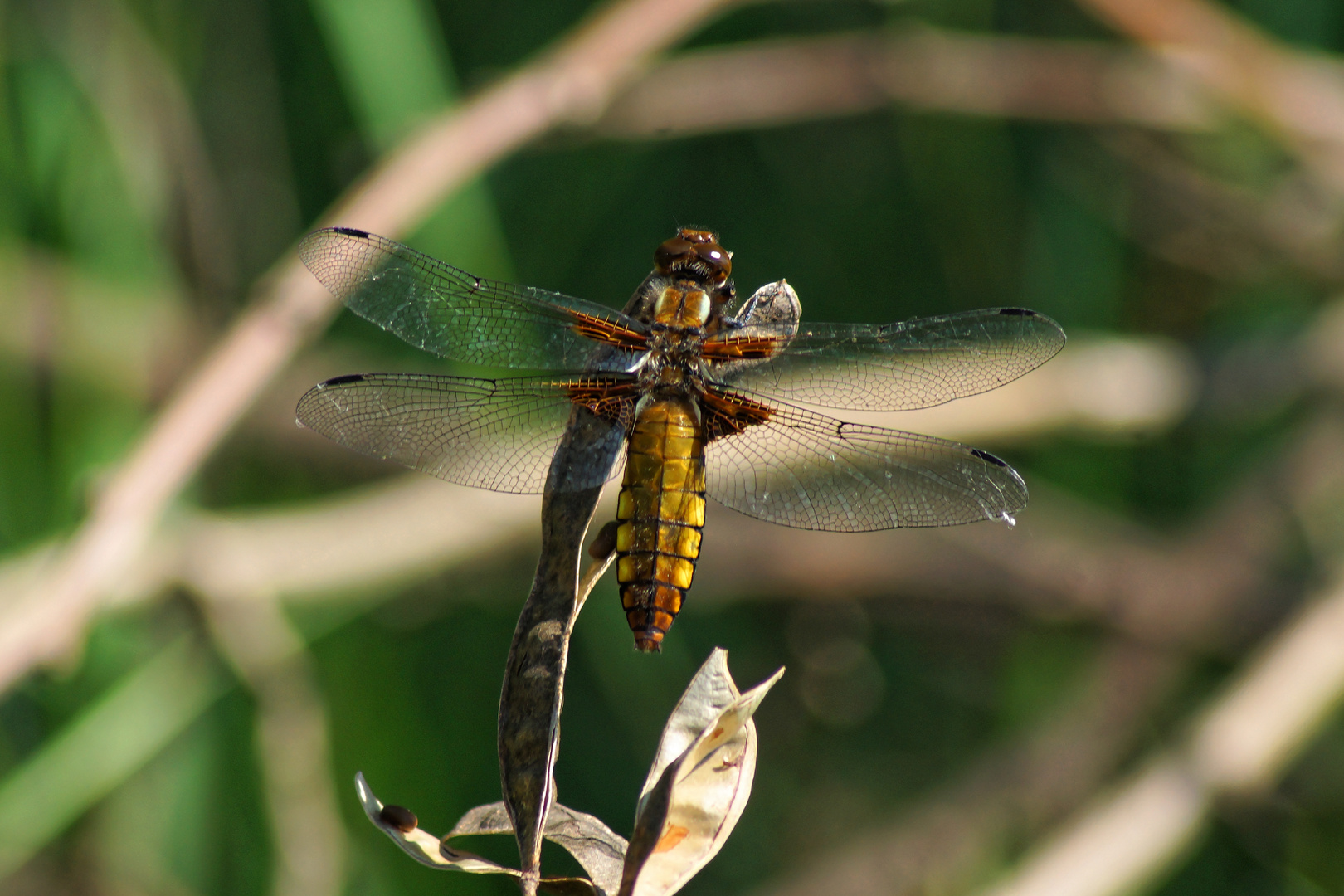 Plattbauch (Libellula depressa) weiblich