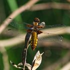 Plattbauch (Libellula depressa) weiblich