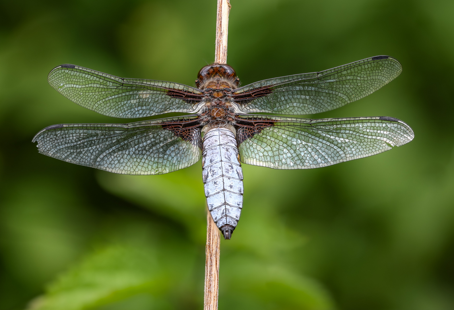 Plattbauch (Libelluladepressa), Männchen