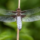 Plattbauch (Libelluladepressa), Männchen