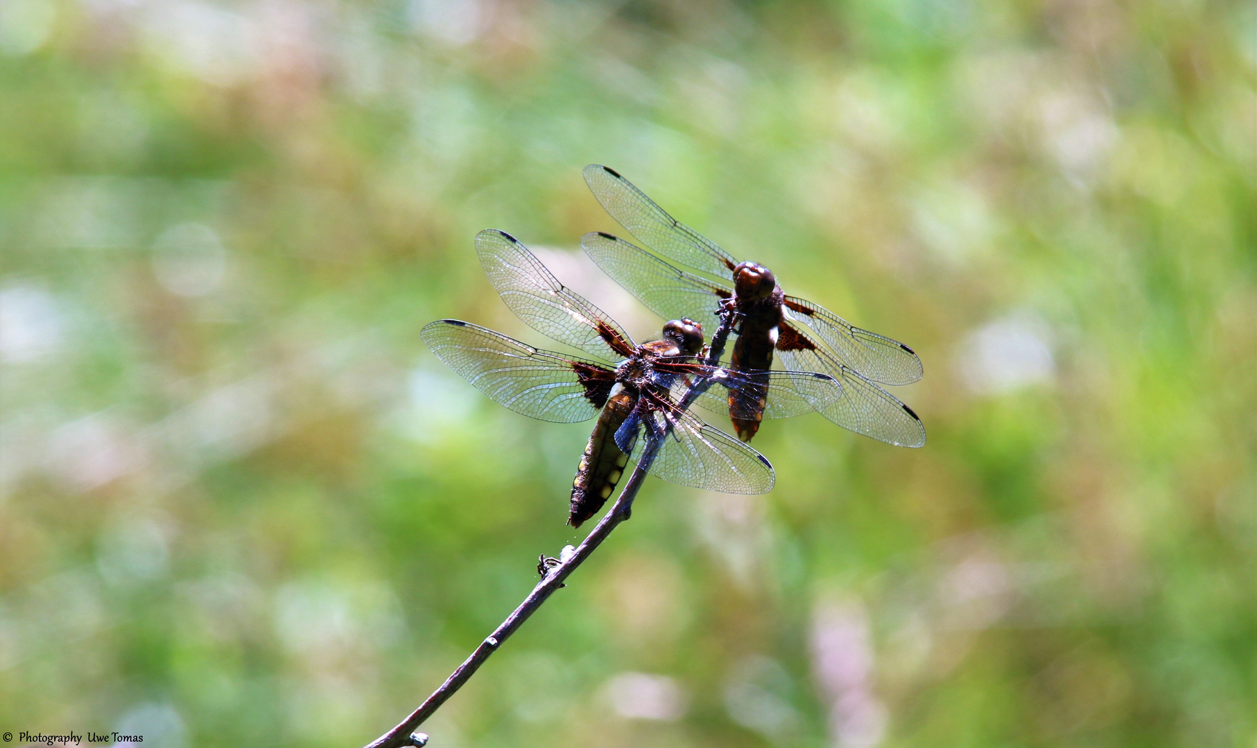 Plattbauch (Libelluna depressa)