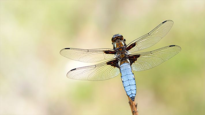 Plattbauch - Männchen