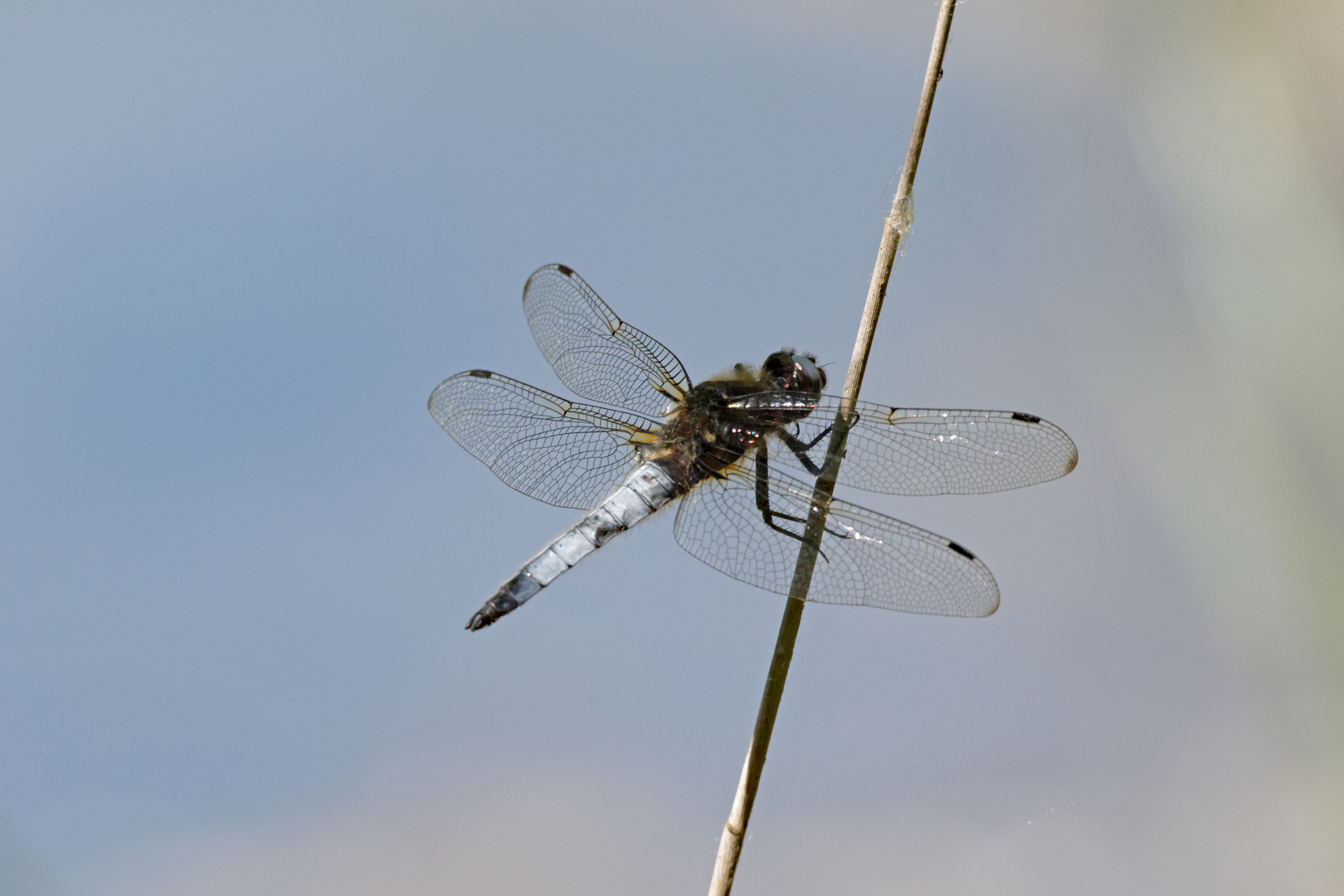 Plattbauch Männchen