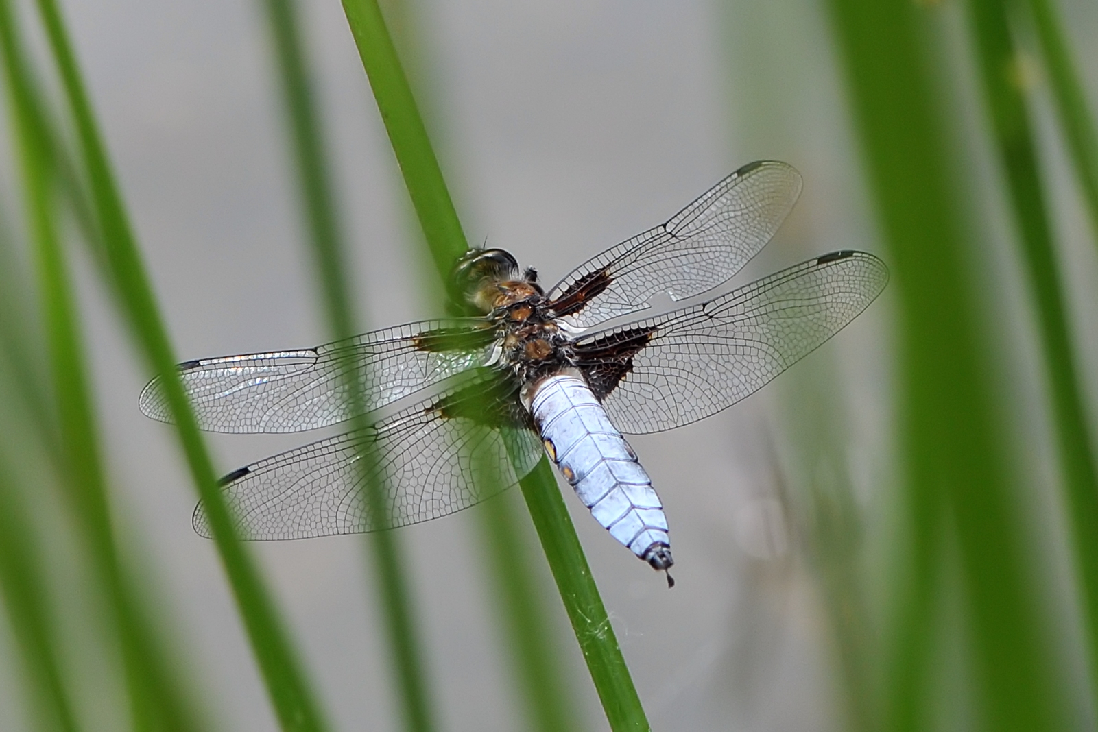 Plattbauch Männchen