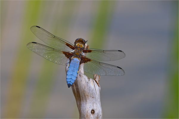 Plattbauch /Männchen