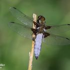 Plattbauch Männchen (Libellula depressa)