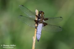 Plattbauch Männchen (Libellula depressa)