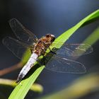 Plattbauch oder Spitzfleck Libelle??