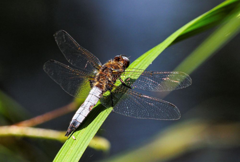 Plattbauch oder Spitzfleck Libelle??