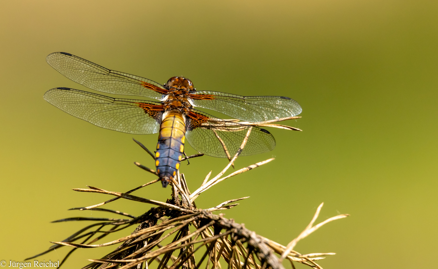 Plattbauch w. (Libellula depressa) 