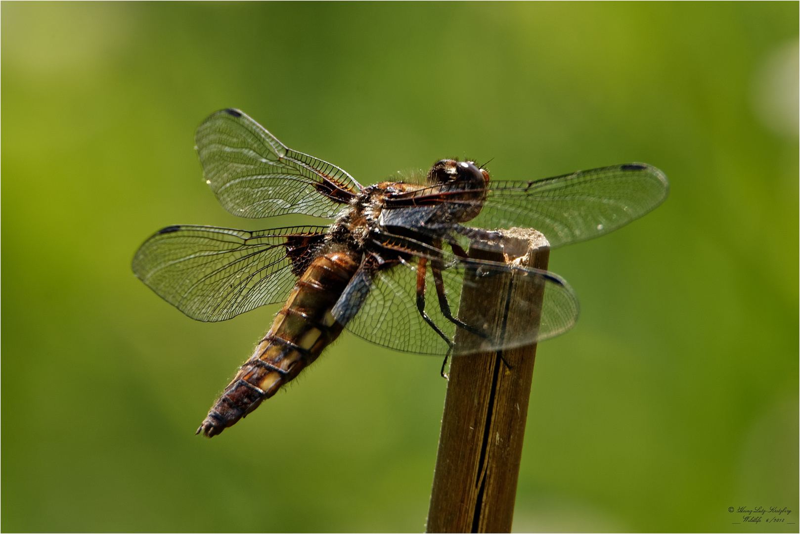 Plattbauch, Weibchen 