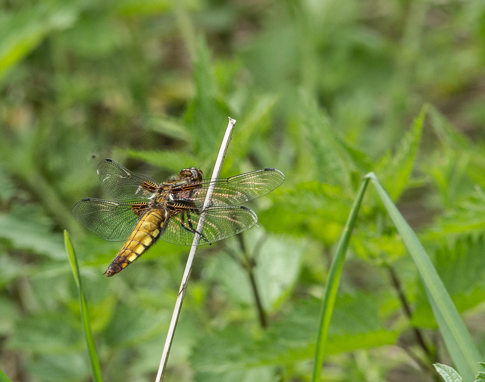 Plattbauch (Weibchen)