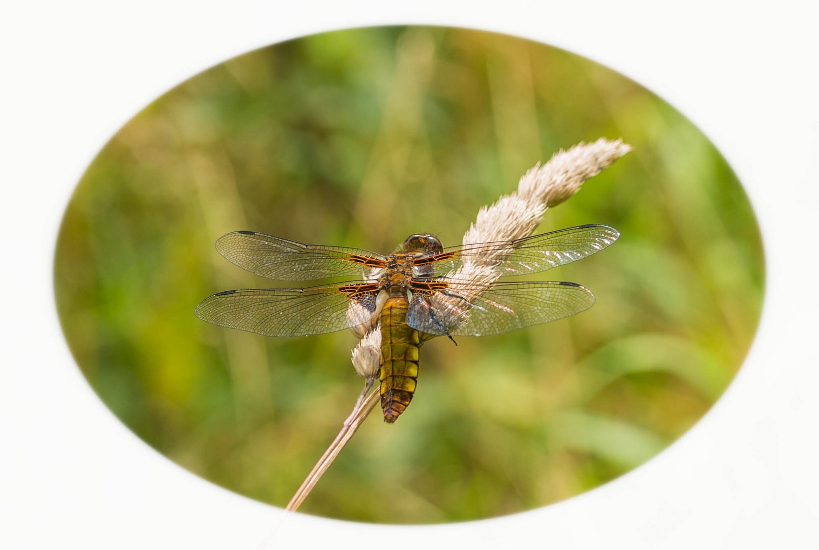 Plattbauch (Weibchen)