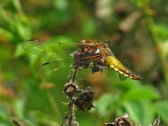 Plattbauch Weibchen