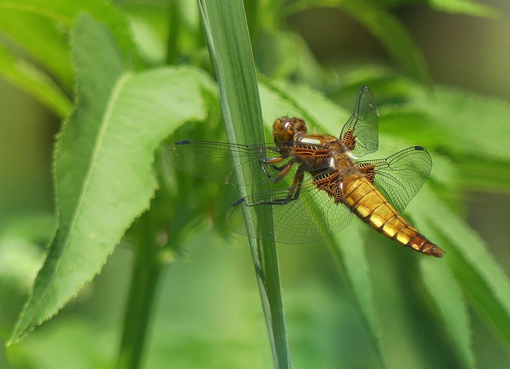 Plattbauch Weibchen