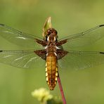 Plattbauch Weibchen.