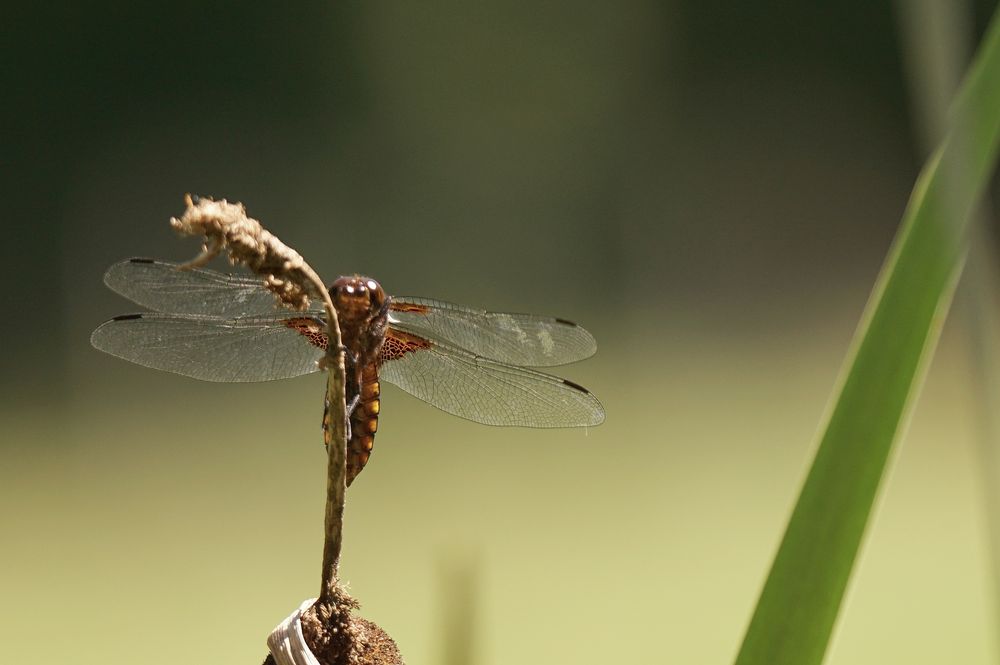 Plattbauch Weibchen