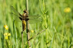 Plattbauch (Weibchen)