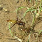 Plattbauch Weibchen bei der Eiablage