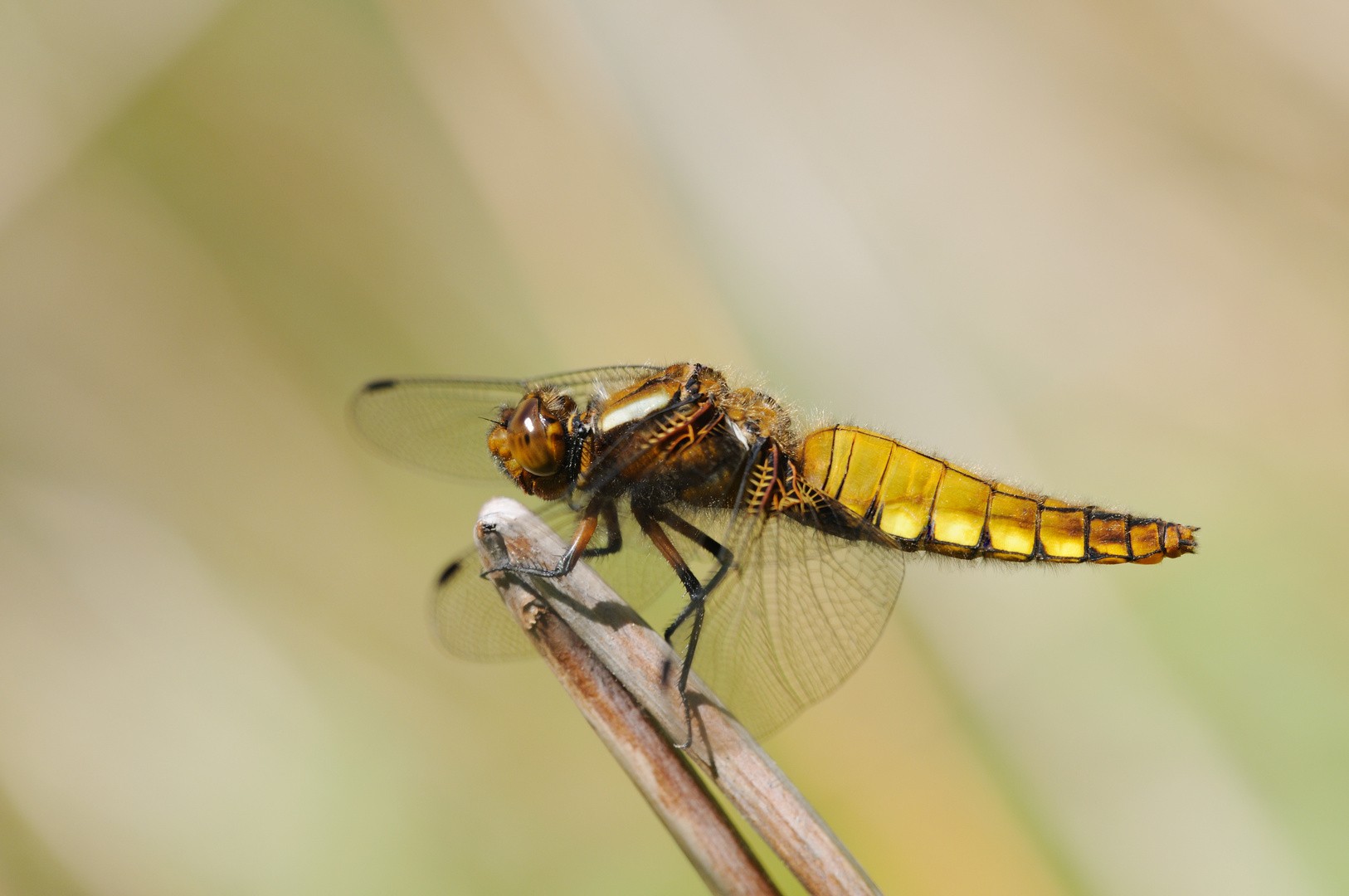 Plattbauch Weibchen