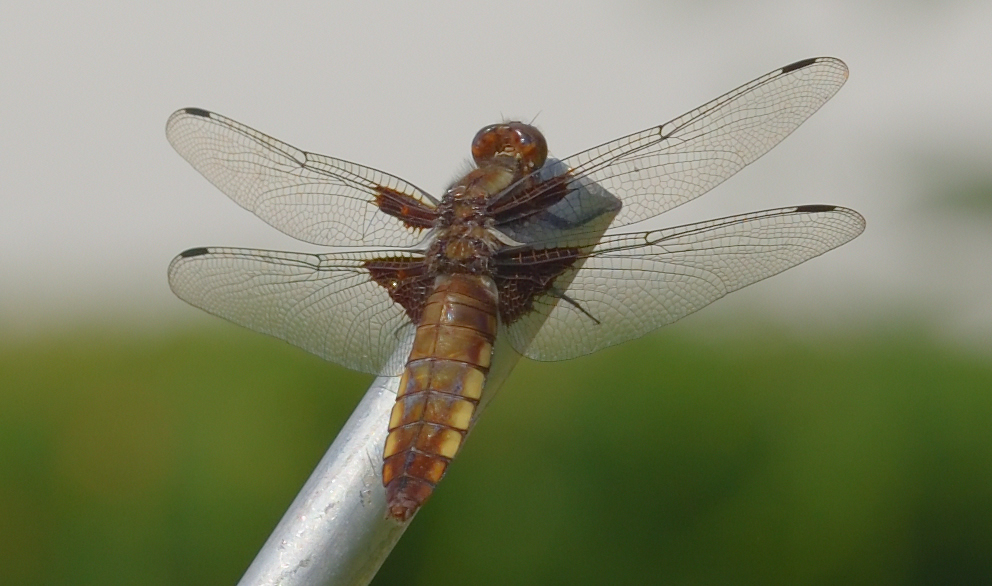 Plattbauch (Weibchen)