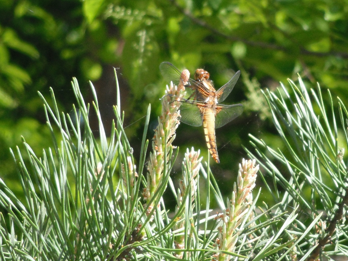 Plattbauch (Weibchen)