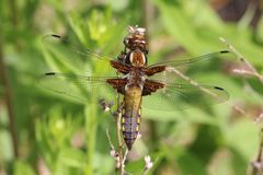 Plattbauch, Weibchen