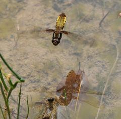 Plattbauch Weibchen im Anflug