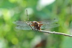 Plattbauch Weibchen im Ausguck