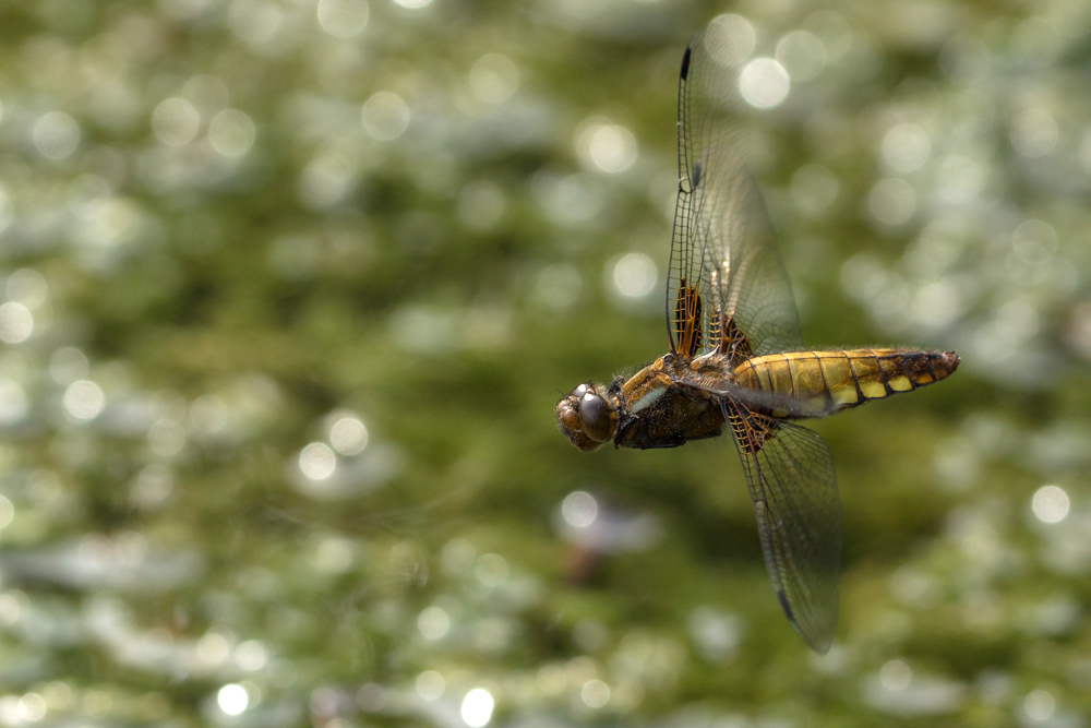 Plattbauch Weibchen im Flug bei der Eiablage