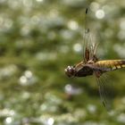 Plattbauch Weibchen im Flug bei der Eiablage